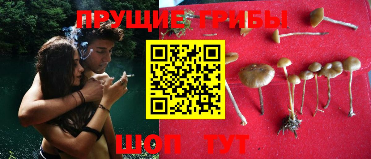 Торжок  Галлюциногенные грибы MAGIC MUSHROOMS  Псилоцибиновые грибы Cubensis  Вход с VPN 